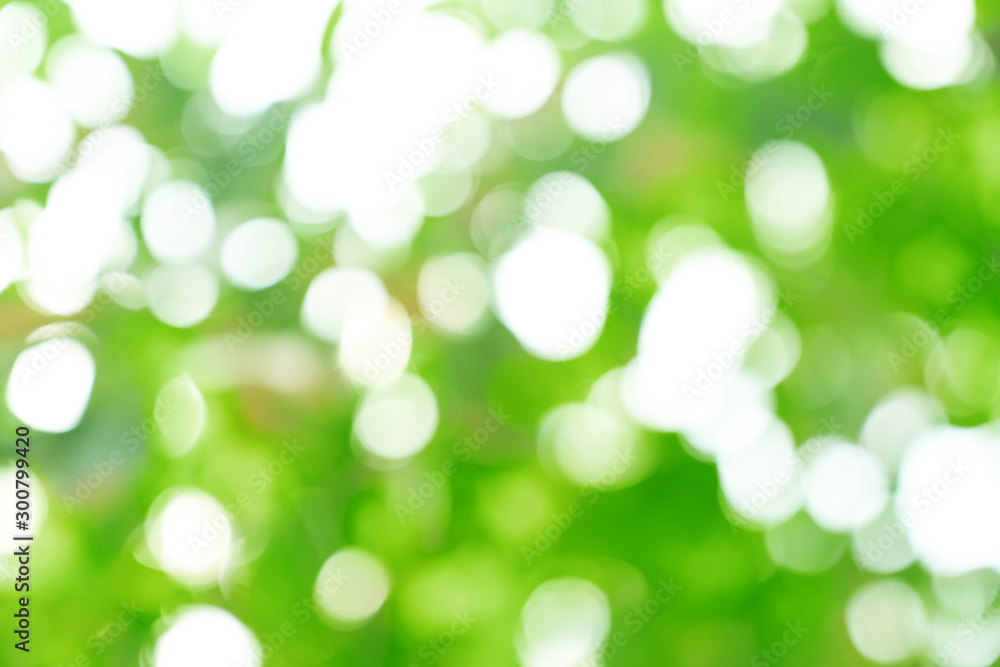 Fototapeta premium natural green bokeh abstract background,blurred textured