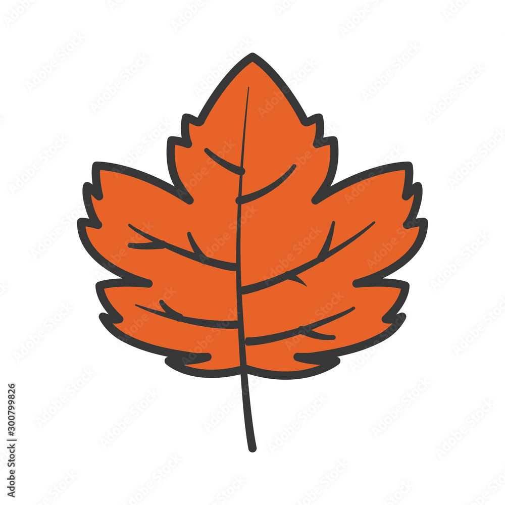 autumn maple leaf nature foliage on white background autumn maple leaf nature foliage on white background