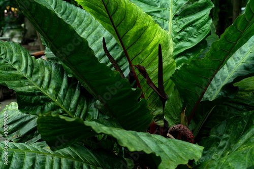 Green leaves pattern,leaf Anthurium crassinervium tree in the garden photo