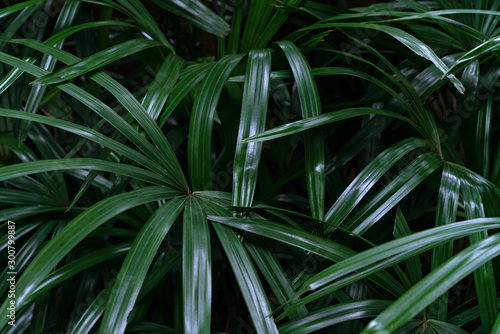 Green leaves pattern leaf palm tree in the forest