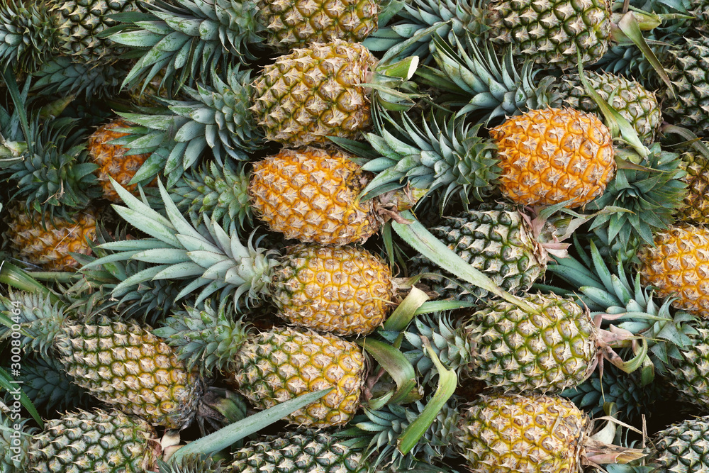 Pineapple background,tropical fruit juicy in thailand Pineapple background,tropical fruit juicy in thailand