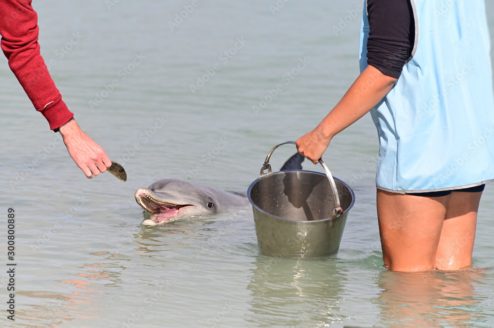 Dolphin feeding in Monkey Mia Shark Bay Western Australia Stock Photo