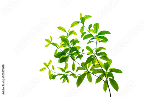 Green leaves pattern isolated on white background