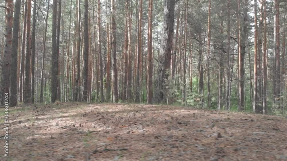 Drone flying through a coniferous forest over a country road Drone flying through a coniferous forest over a country road