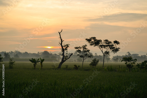 Silhouette of trees at misty morning sunrise.