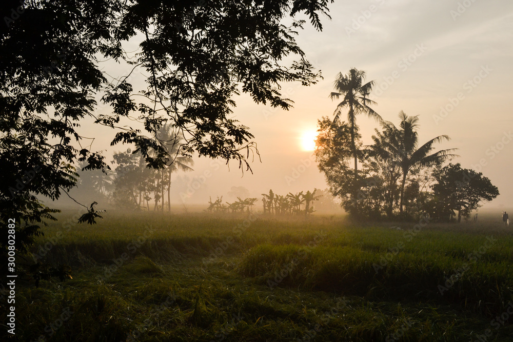 Beautiful landscape sunrise on a misty morning in the rice fields