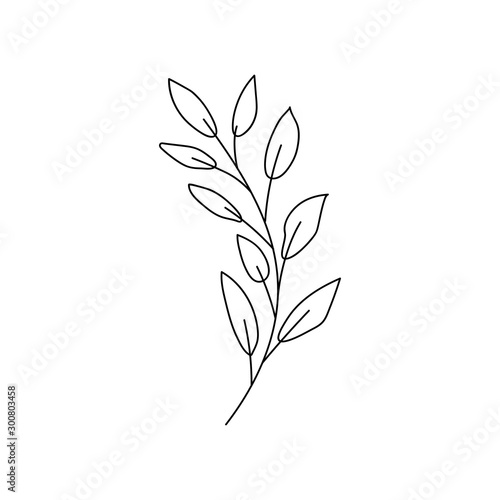 branch with leaf on white background