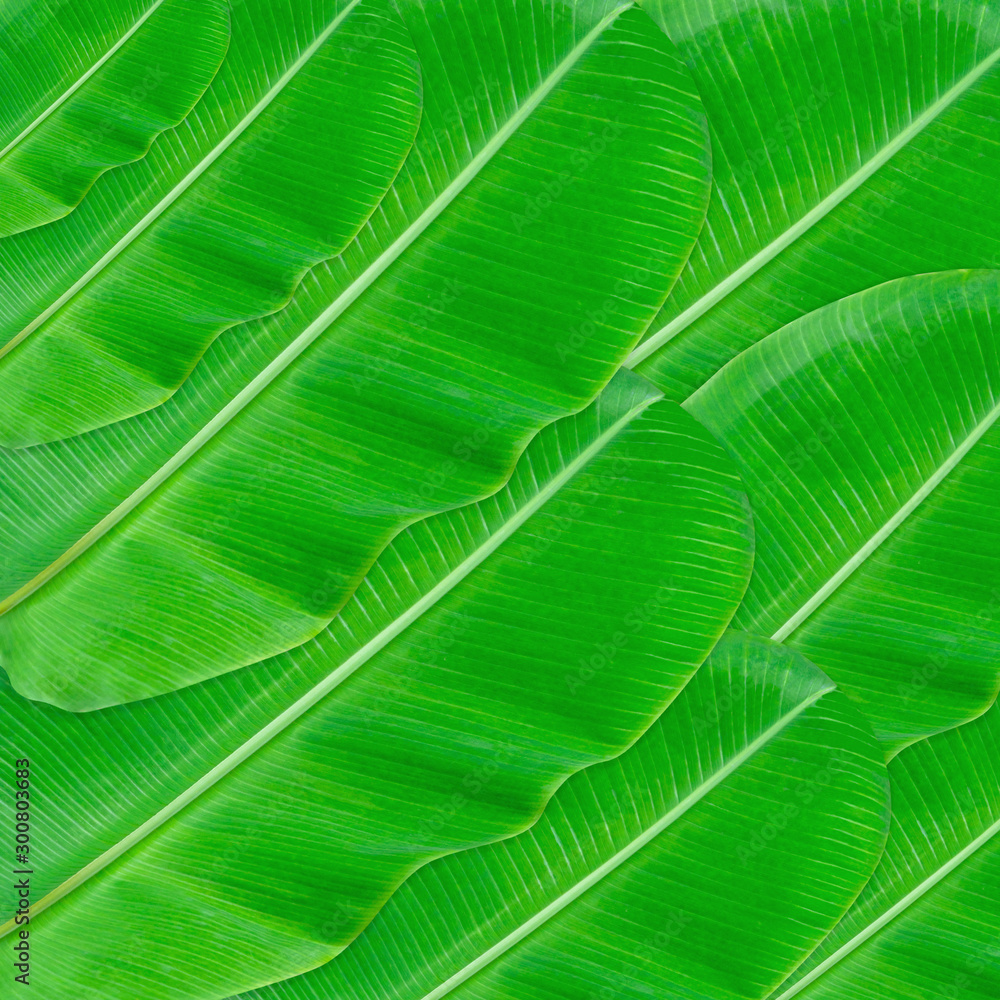 Fototapeta premium Green leaves pattern for nature concept,tropical leaf textured background