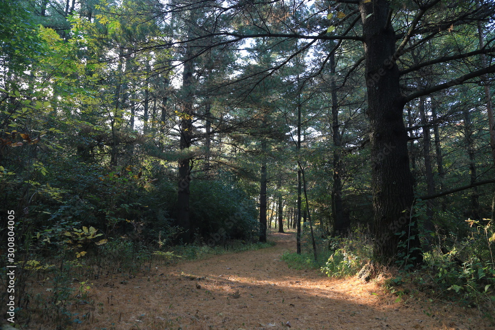 Fototapeta premium Hike in Forest Nature