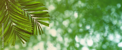 Green leaves pattern for summer or spring season concept,leaf of palm with bokeh textured background