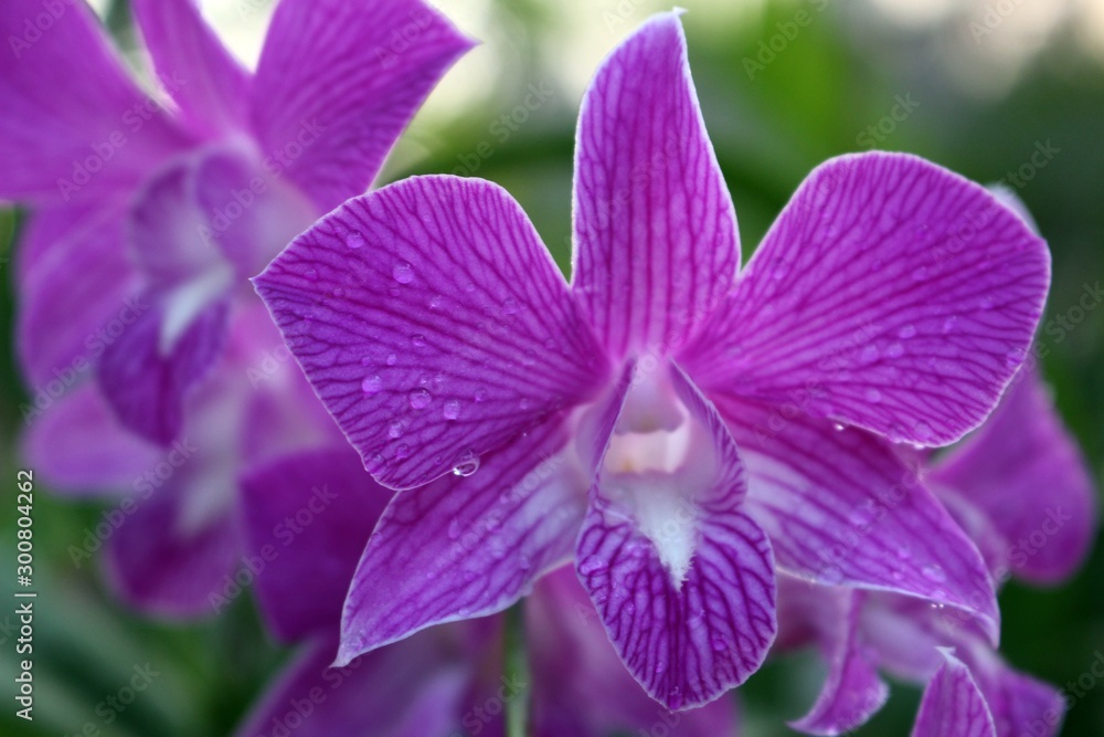 Fototapeta premium Orchids after the rain has passed