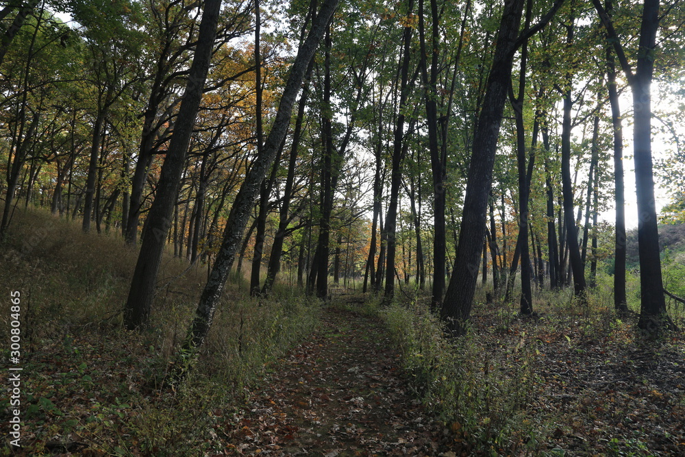 Hike in Forest Nature