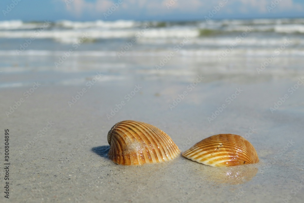 Obraz premium Seashells on ocean background in Atlantic coast of North Florida