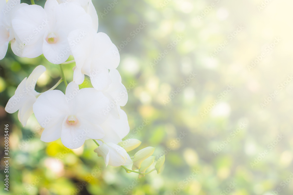 Sweet orchids in soft colors and blurred style for texture and the background .