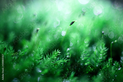 The green bryophytes in the forest, emerging from the seeds, show a strong vitality