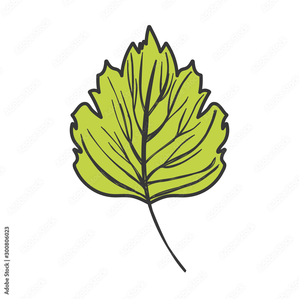 Fototapeta premium natural leaf foliage autumn on white background