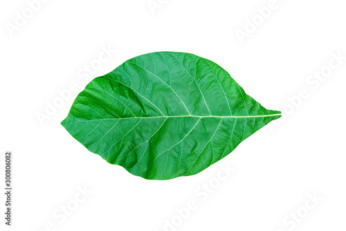 Green leaves pattern leaf teak isolated on white background include clipping path