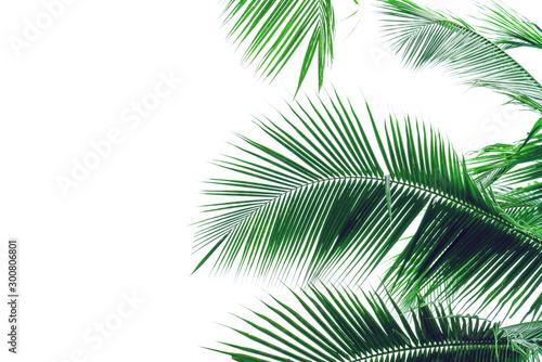 leaf coconut tree isolated on white background,Green leaves pattern