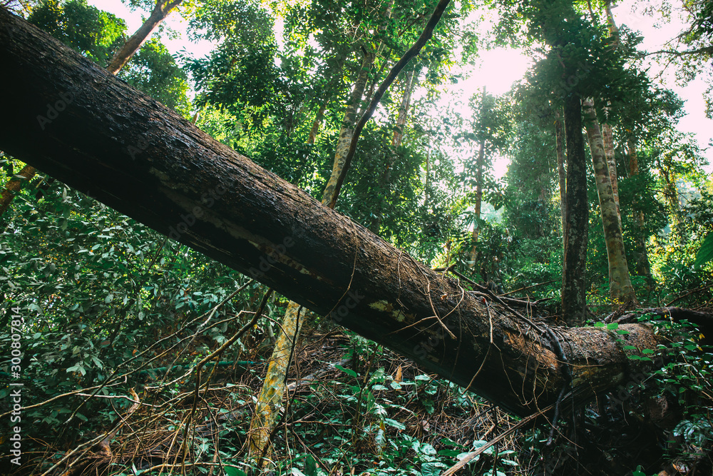 Fototapeta premium Big tall tree in forest falling or broken down with large green tree on the background.