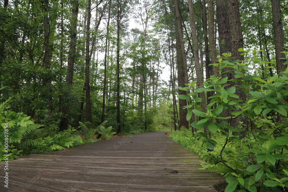 Obraz premium Forest Nature