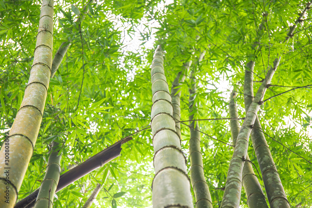 Fototapeta premium Bamboo tree leaf in the real forest. When Looking up.