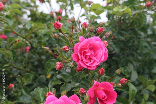 roses in garden
