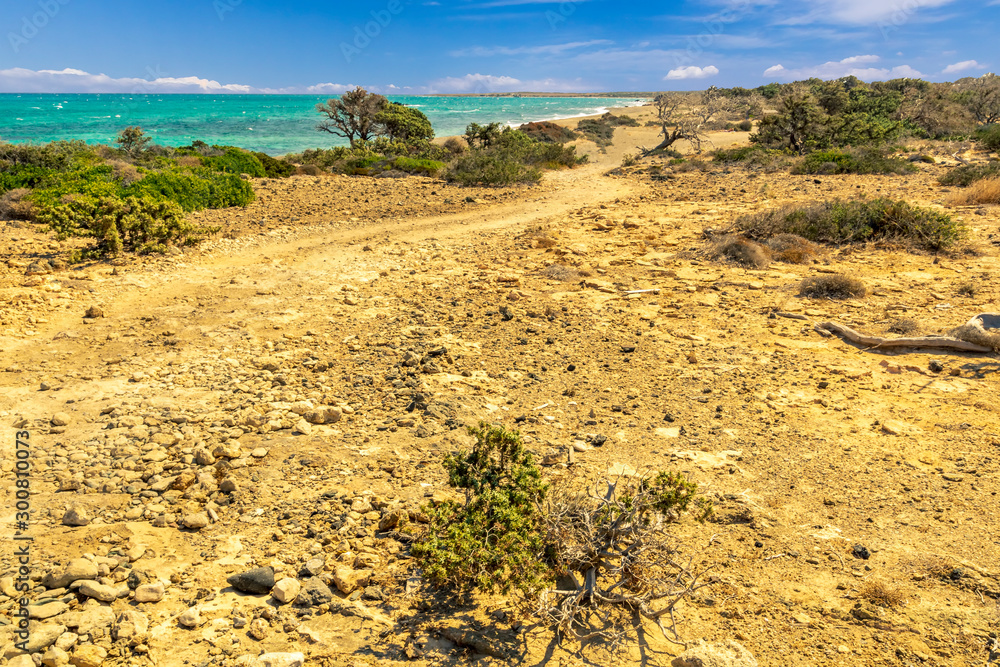picturesque coast landscape with dry lifeless tree road along coastline, abandoned beach with golden sand and green bushes , sea with azure water and mild surf, blue sky picturesque coast landscape with dry lifeless tree road along coastline, abandoned beach with golden sand and green bushes , sea with azure water and mild surf, blue sky