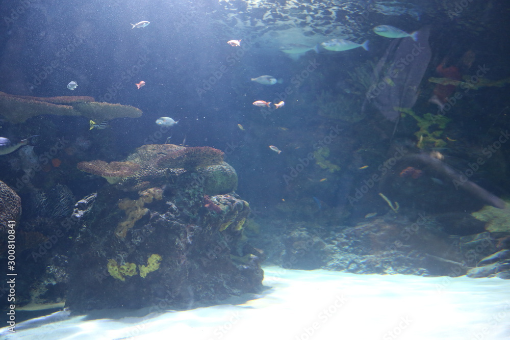 Fototapeta premium Underwater