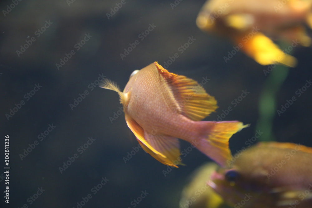 Obraz premium Underwater