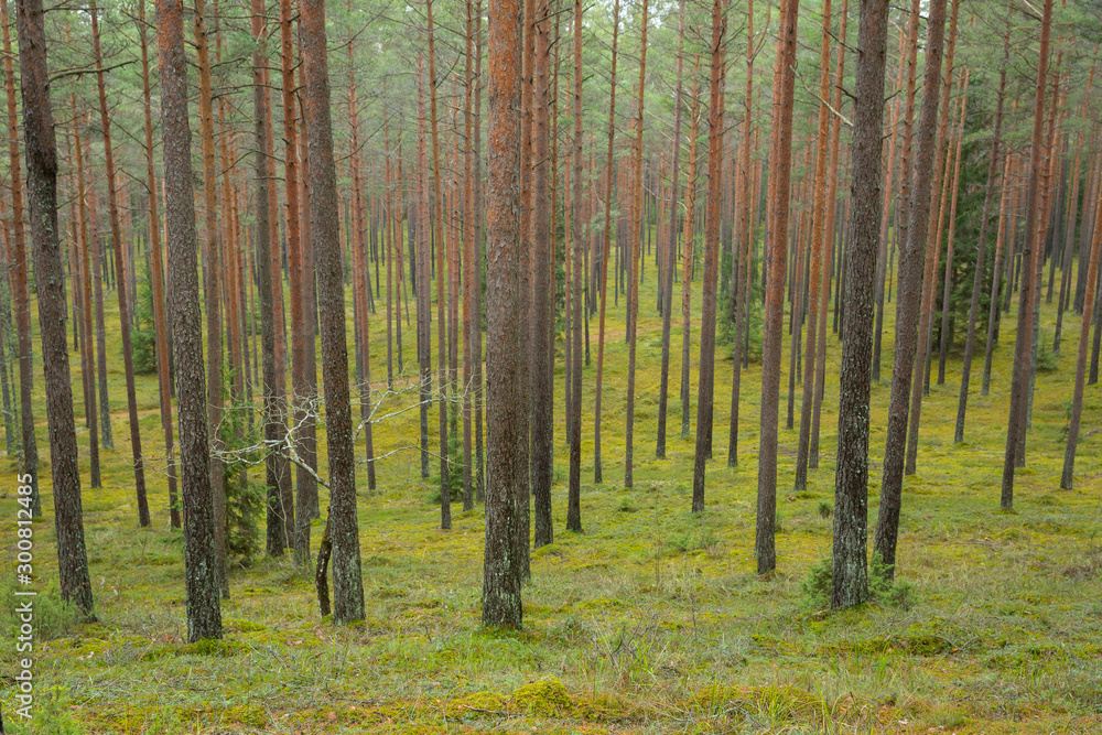 Obraz premium City Cesis, Latvia. Pine forest with trees and green moss. Travel photo 2. november 2019.