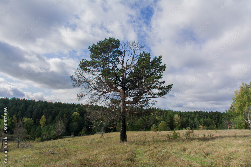 Obraz premium tree in the field