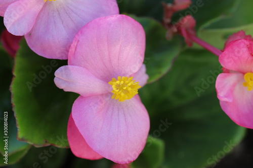 ピンク色のベゴニアの花