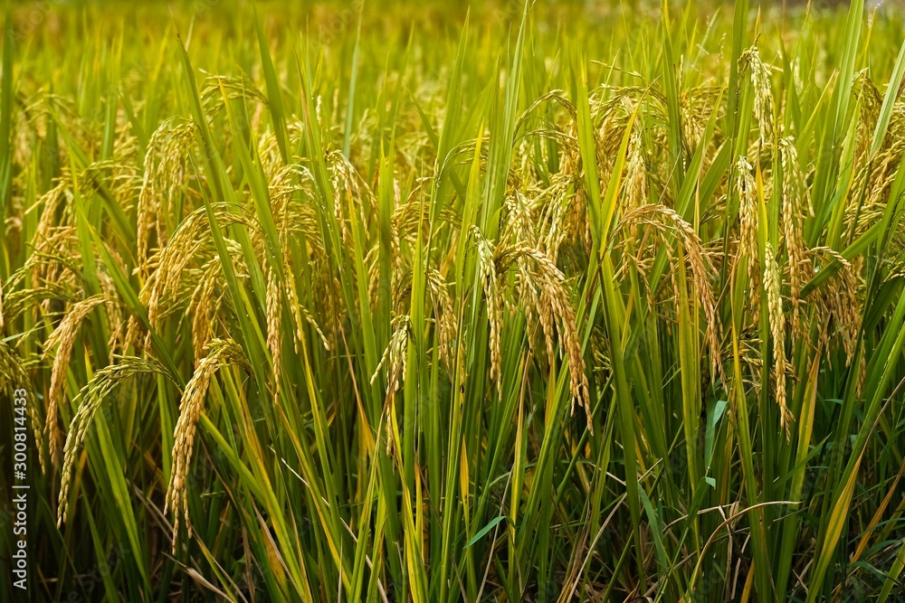 Organic Rice filled and blue sky background in Thailand Organic Rice filled and blue sky background in Thailand