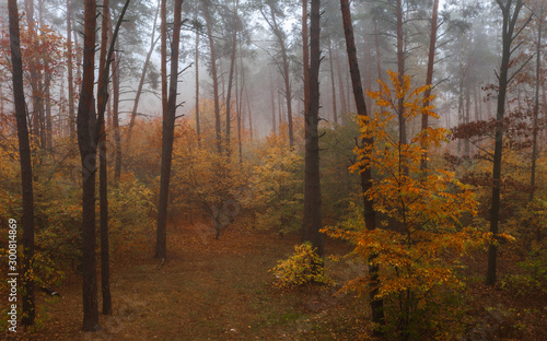 Foggy Autumn Deciduous Forest. Beautiful colorful dense forest early in the morning
