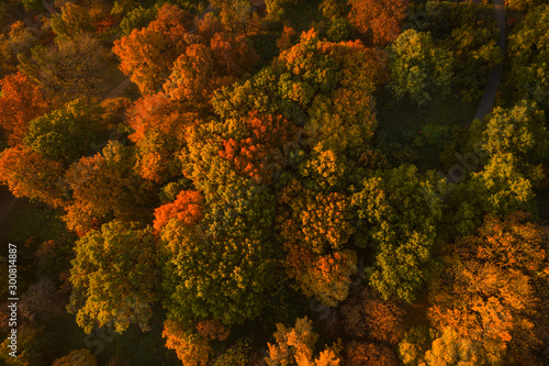 Φωτογραφία Autumn forest aerial drone view. Colorful Autumn Background
