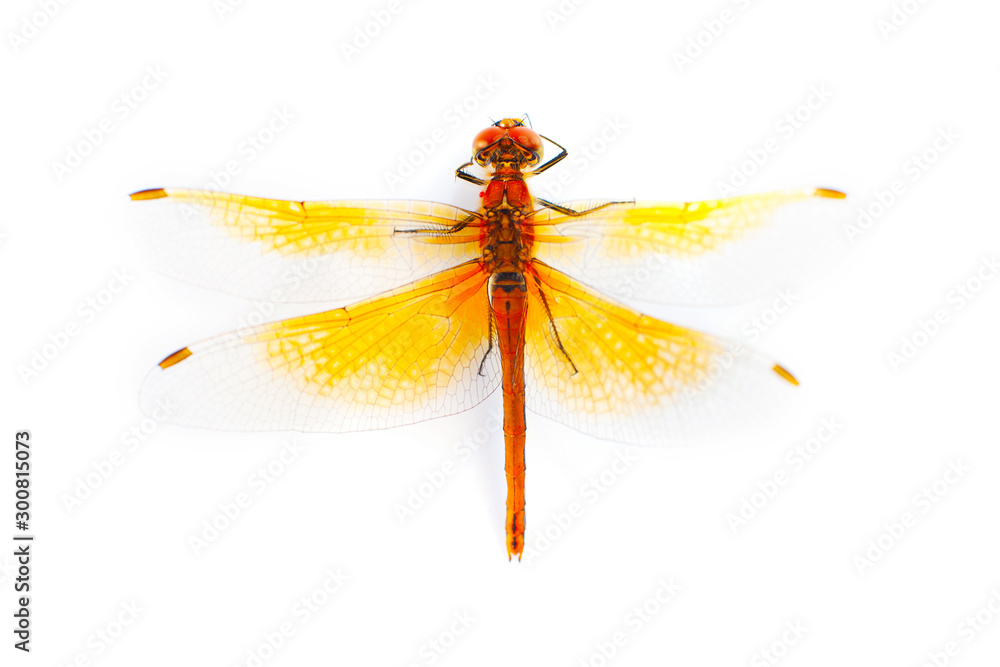 Big dragonfly isolated on a white background Big dragonfly isolated on a white background