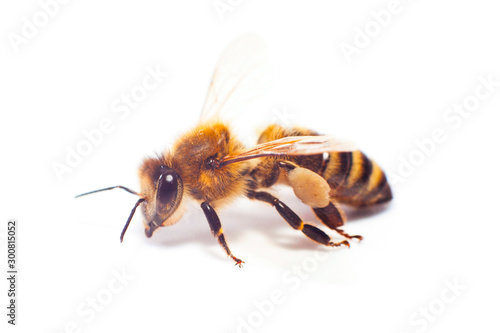 Honey bee isolated on the white background. © Alik Mulikov