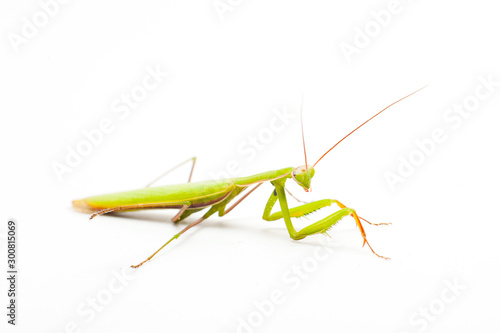 big green Mantis isolated on white background