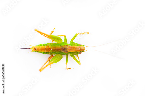Macro image of a grasshopper isolated on white background © Alik Mulikov