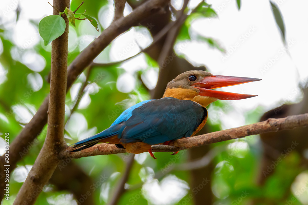 Stork-billed Kingfisher perching on tree branch with green bokeh background , Thailand