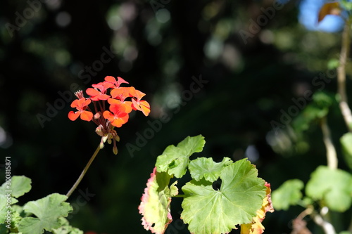 single orange flower of a Gerainium plant sticks out from a dark background photo