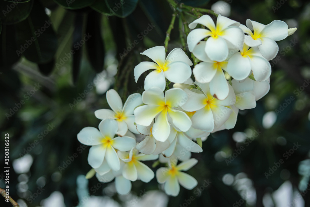 Plumeria flowers Plumeria flowers