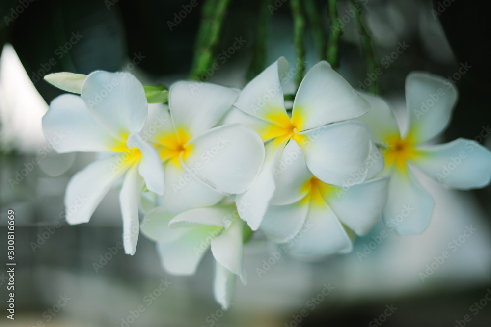 Obraz premium Plumeria flowers