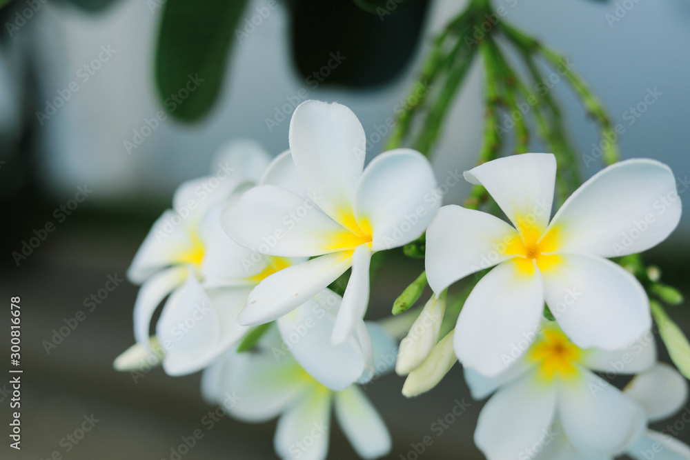 Fototapeta premium Plumeria flowers