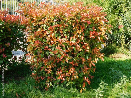 A photinia fraseri red robin shrub with red and green leaves in a park in Attica  Greece