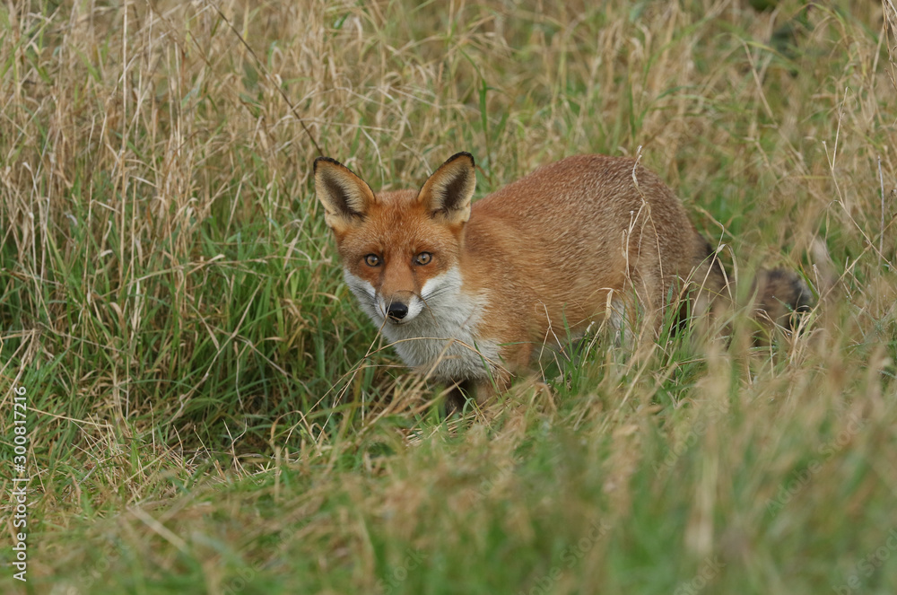 A cute wild Red Fox, Vulpes vulpes, hunting for food in the long grass in a field.