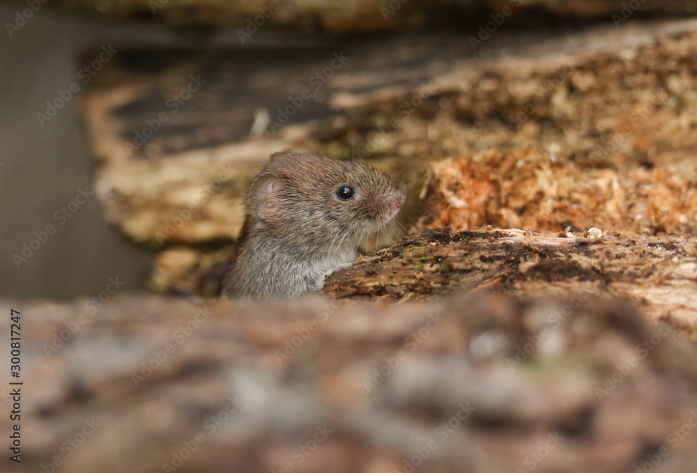 A sweet wild Bank Vole, Myodes glareolus foraging for food in a log pile. A sweet wild Bank Vole, Myodes glareolus foraging for food in a log pile.