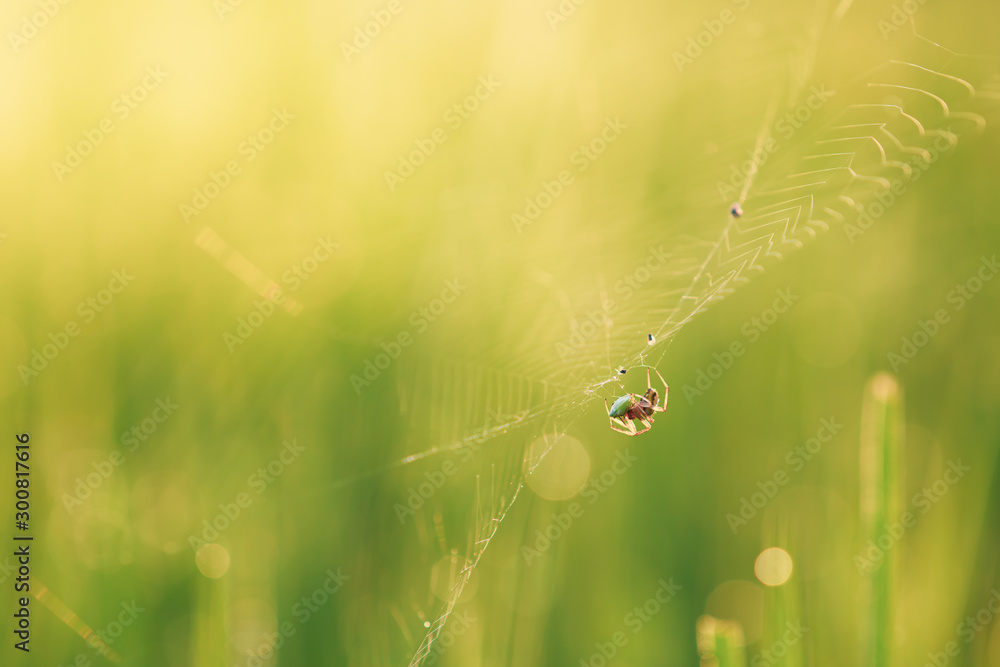 Spider On Rice Spider on leaf of rice and green background.Rice paddy,Bokeh dew drops ...