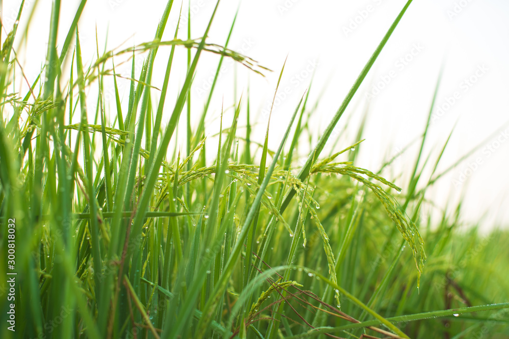 Rice farm,Rice field,Rice paddy, rice pants,Bokeh dew drops on the top of the rice fields in the morning sun,along with the rice fields that emphasize the soft background. Rice farm,Rice field,Rice paddy, rice pants,Bokeh dew drops on the top of the rice fields in the morning sun,along with the rice fields that emphasize the soft background.