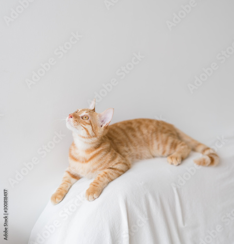 a tabby cat on white sofa
